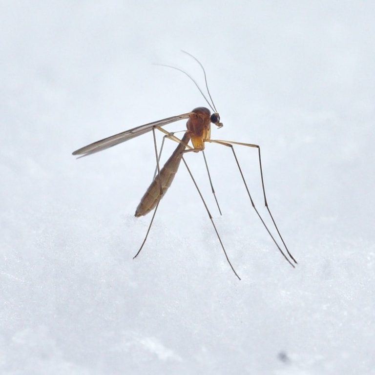 Naslovni-vizual-Komarci-min-1